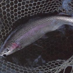 大安トラウトレイク 釣果